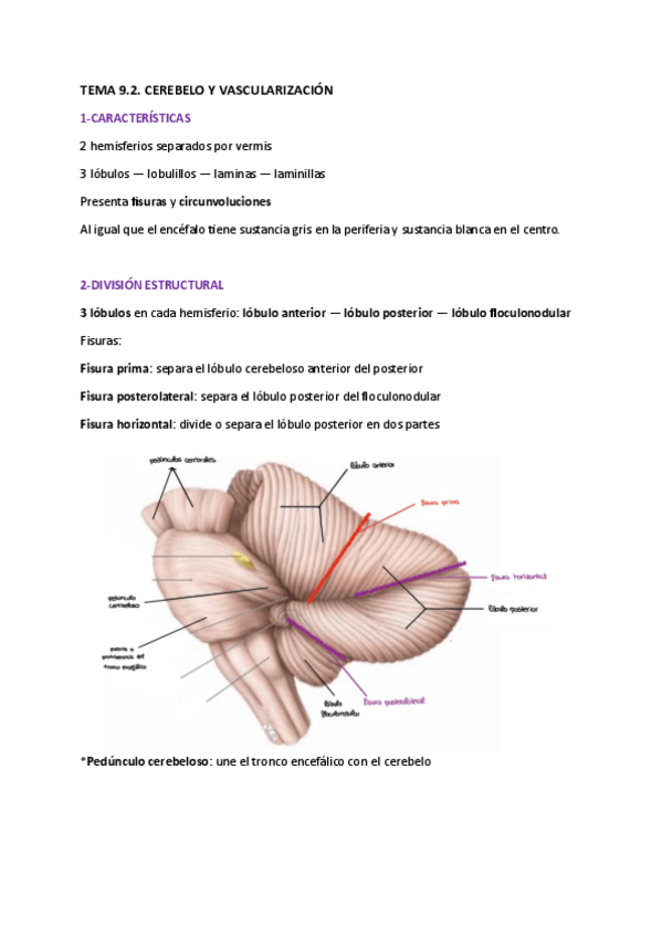 Miniatura del documento TEMA-9.2-CEREBELO-Y-VASCULARIZACION.pdf
