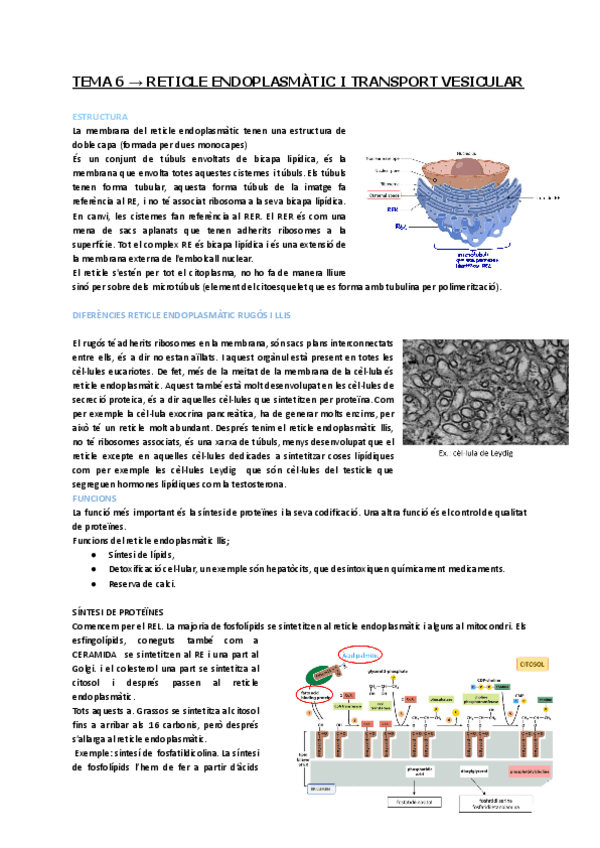 Miniatura del documento RETICLE-ENDOPLASMATIC-ODONTOLOGIA-PRIMER-UVic.pdf