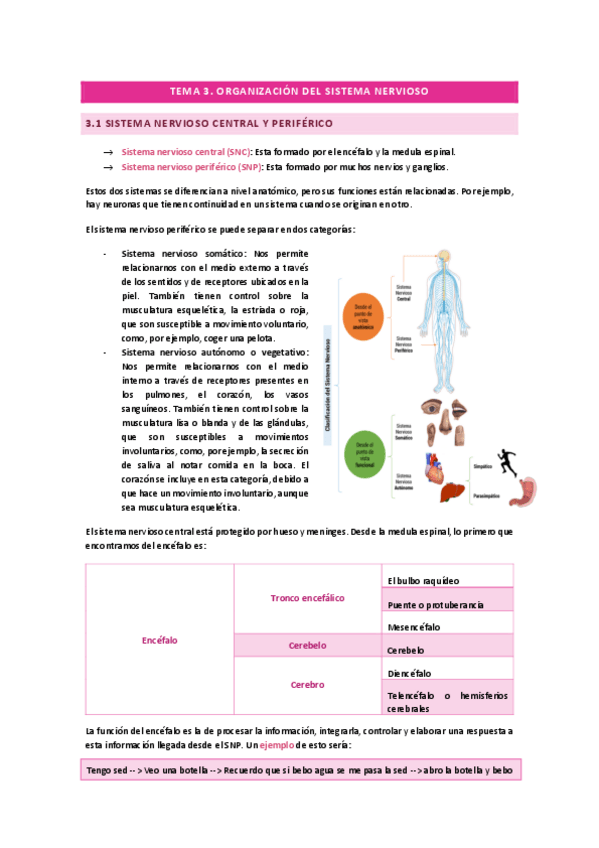 Miniatura del documento TEMA-3.-ORGANIZACION-DEL-SN.pdf