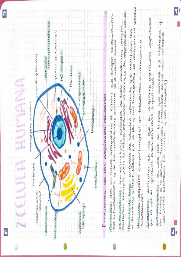 Miniatura del documento Celula-eucariota.pdf