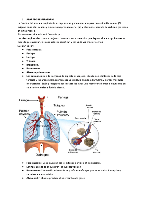 Miniatura del documento TEMA-1-BIOLOGIA-3o-2.pdf