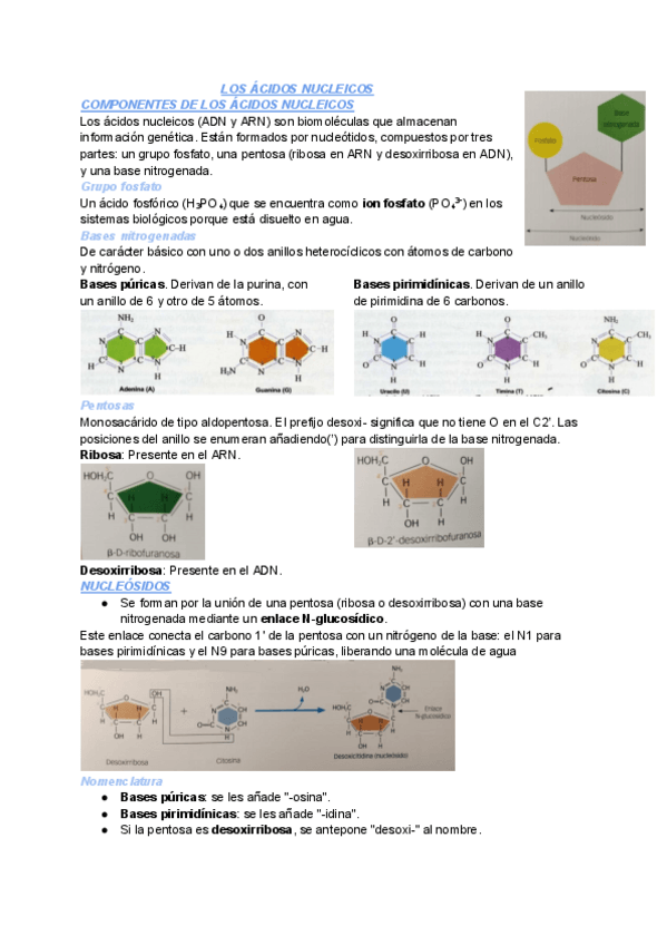 Miniatura del documento BIO-T5-2Bach.pdf
