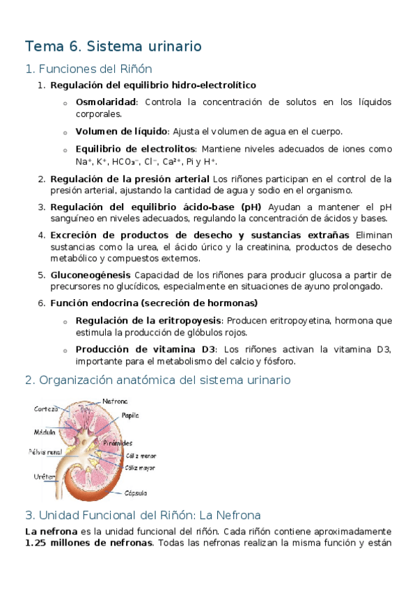 Miniatura del documento Tema-6-Sistema-urinario.docx