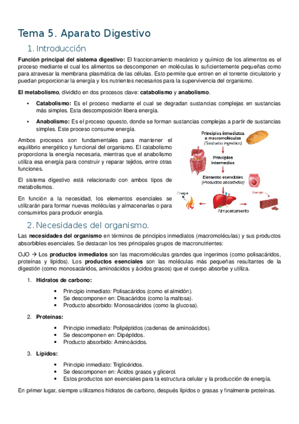 Miniatura del documento Apuntes-tema-5-Fisiologia-del-aparato-digestivo.docx