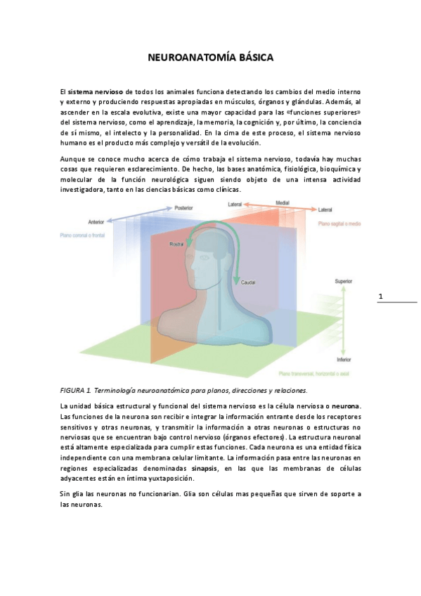 Miniatura del documento 7.-NEUROANATOMIA-BASICA.pdf