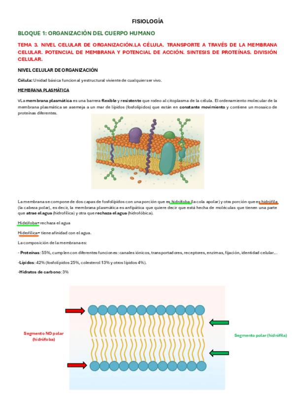 Miniatura del documento TEMA-3-FISIOLOGIA.pdf