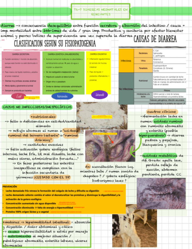 Miniatura del documento T6-7-DIARREAS-NEONATALES.pdf