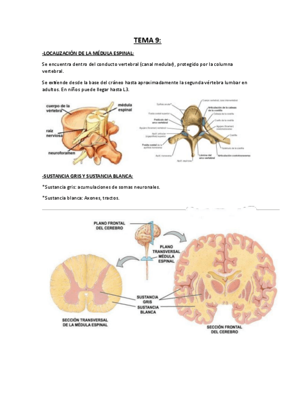 Miniatura del documento ANATOMIA-HUMANA-MEDULA-ESPINAL.pdf