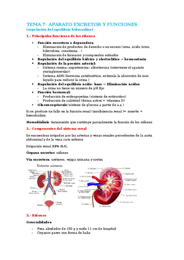 Miniatura del documento tema-7.-aparato-excretor-y-funciones.docx