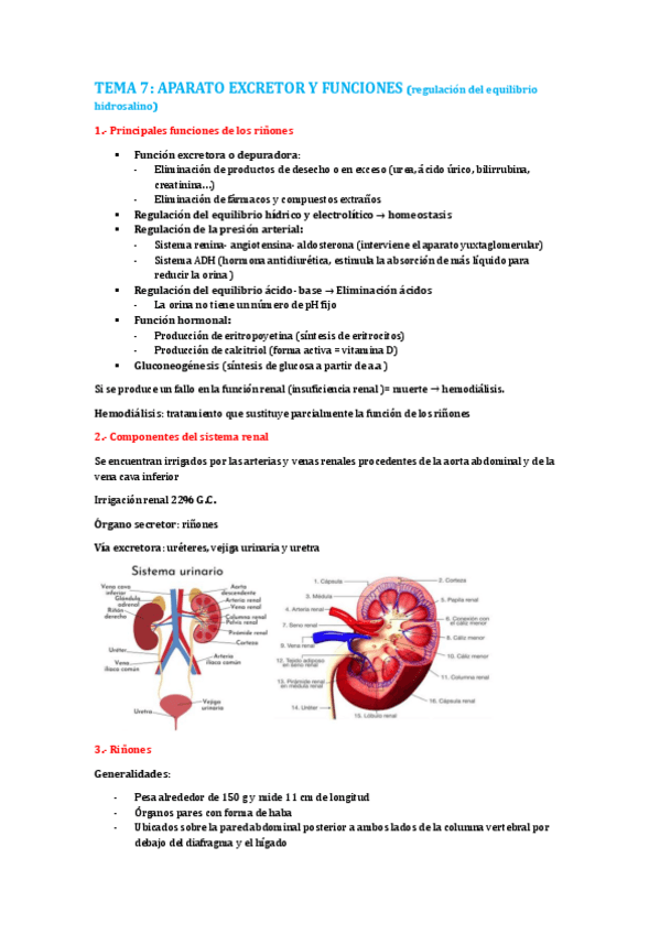 Miniatura del documento tema-7.-aparato-excretor-y-funciones.pdf