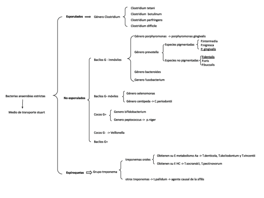 Miniatura del documento Bacterias-anaerobias-estrictas.pdf