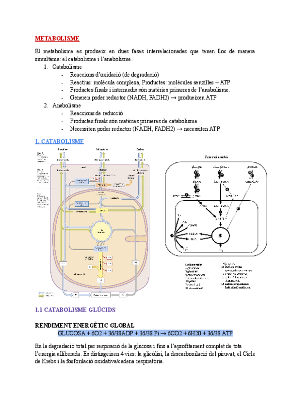 Miniatura del documento METABOLISME-Apunts-bio-2ON-BACHI.pdf
