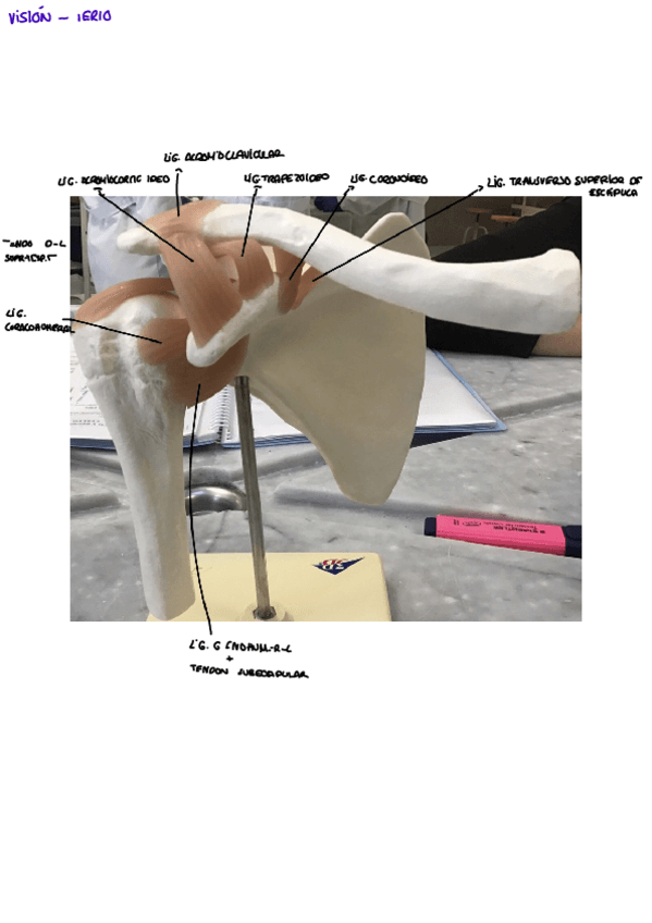 Miniatura del documento HOMBRO.pdf