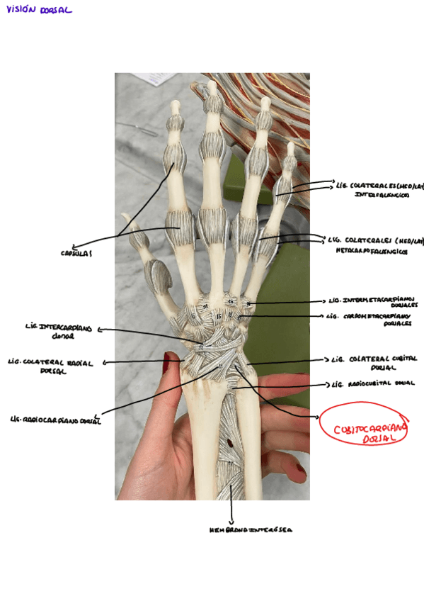 Miniatura del documento MANO-Y-MUNECA.pdf