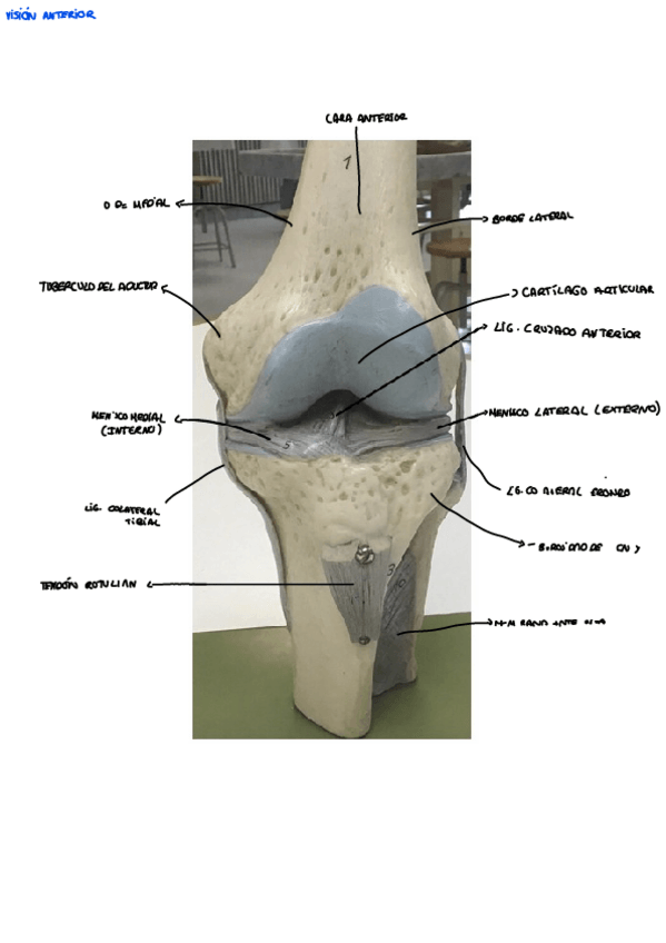 Miniatura del documento RODILLA.pdf