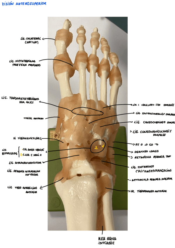 Miniatura del documento TOBILLO-Y-PIE..pdf