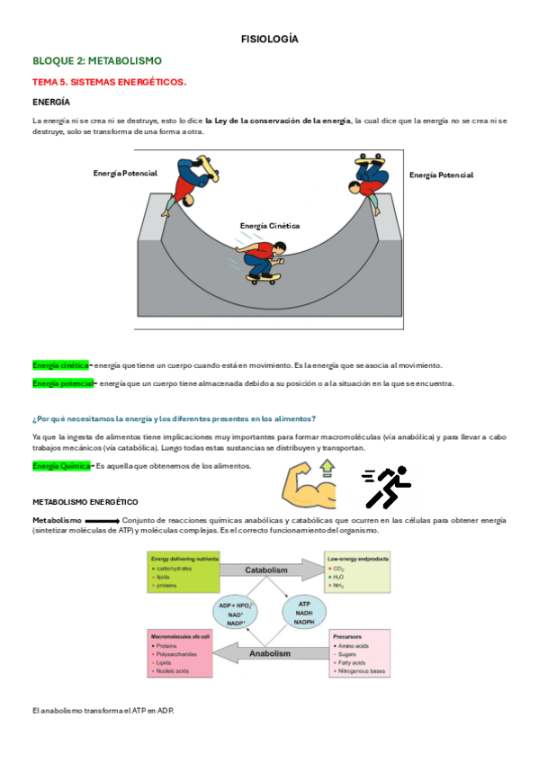 Miniatura del documento TEMA-5.1-FISIOLOGIA.pdf