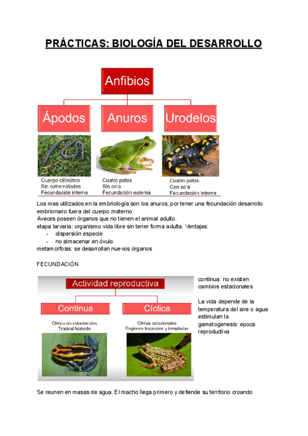 Miniatura del documento PRACTICAS-BIOLOGIA-DEL-DESARROLLO.pdf