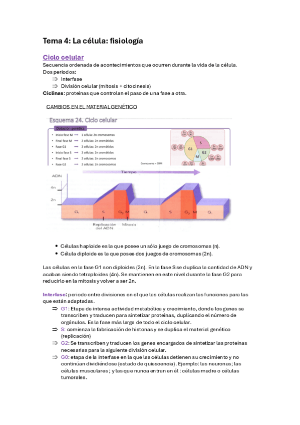 Miniatura del documento Ciclo-celular-resumen.pdf
