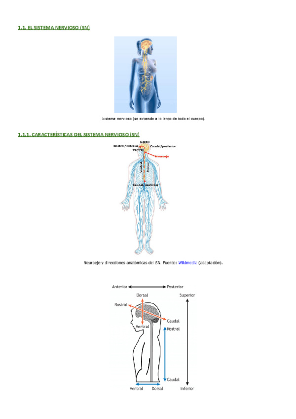 Miniatura del documento UD1-imagenes-Neuro.pdf