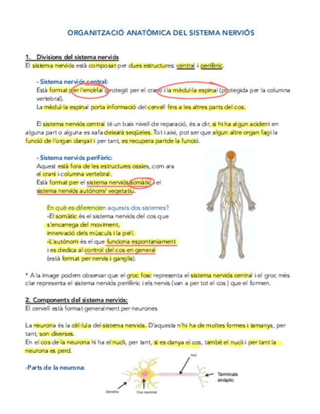 Miniatura del documento ANATOMIA-SN.pdf