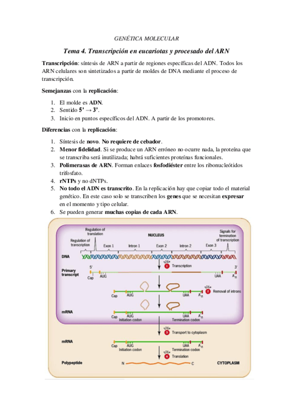 Miniatura del documento TEMA-4.pdf