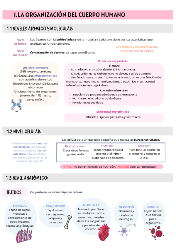 Miniatura del documento T.1-FISIOPATOLOGIA-estructura-del-cuerpo-humano.pdf