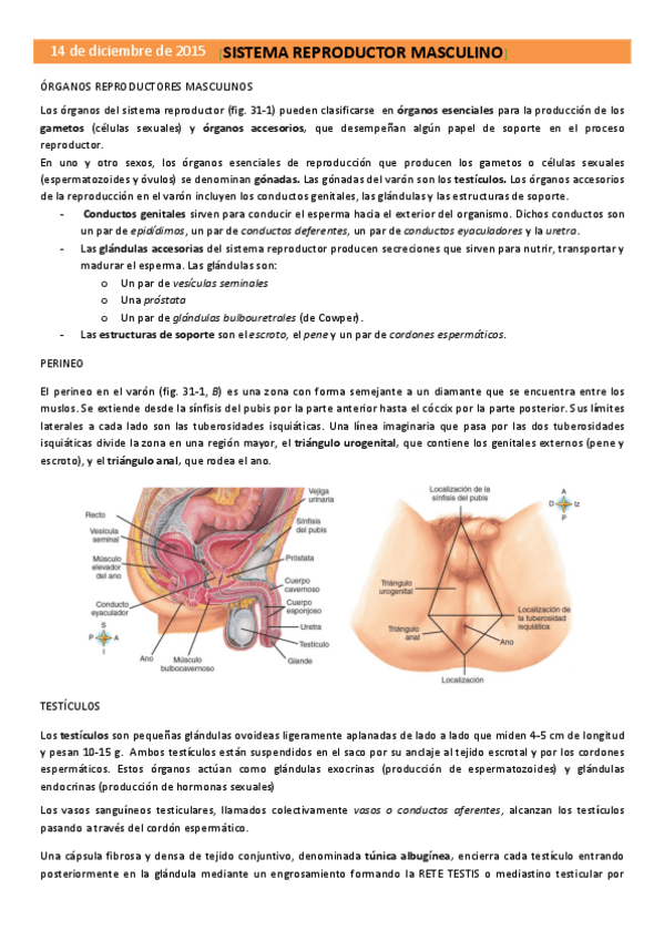 Miniatura del documento TEMA 37. SISTEMA REPRODUCTOR MASCULINO. (1).pdf