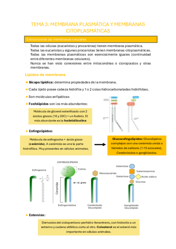 Miniatura del documento tema-3-citologia.pdf