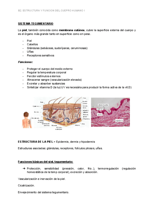 Miniatura del documento BLOC-2.-SISTEMA-TEGUMENTARIO.pdf