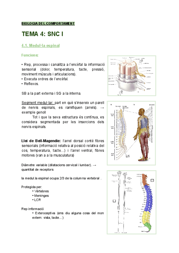 Miniatura del documento psico-bio-del-comportament-tema-4.pdf