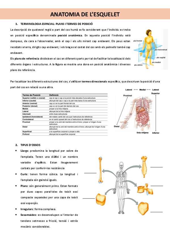 Miniatura del documento Practiques-Anatomia.pdf