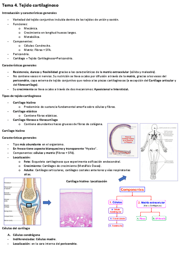 Miniatura del documento Tema-4.-Tejido-cartilaginoso.pdf
