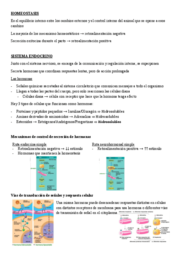 Miniatura del documento tema-4.3-endocrino-y-reproductor.pdf