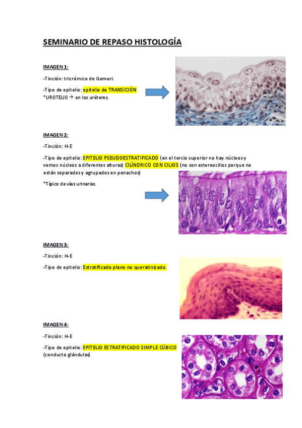 Miniatura del documento Seminario Histología con imágenes.pdf