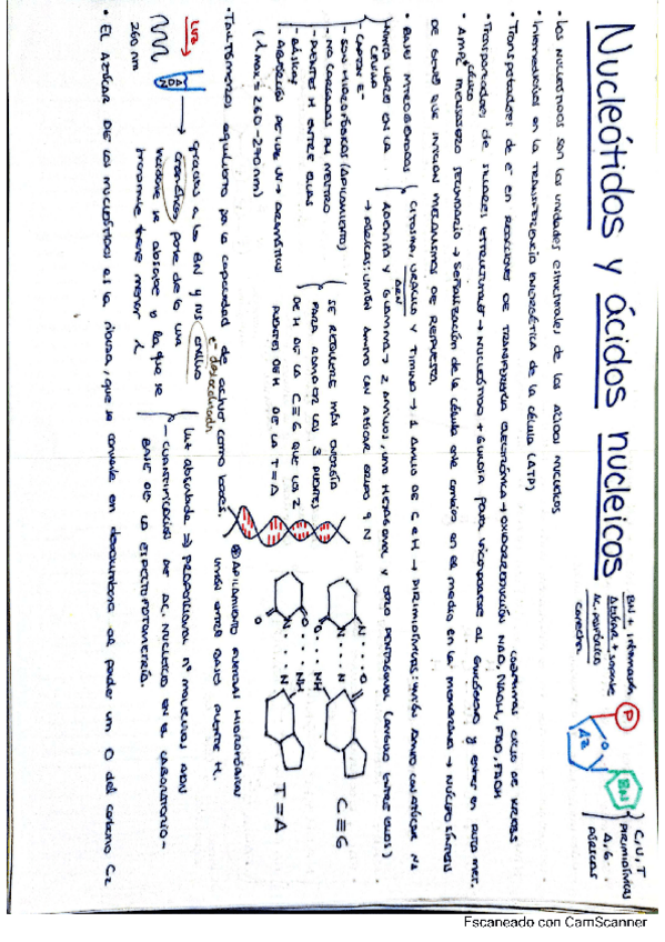 Miniatura del documento Esquema-nucleotidos.pdf
