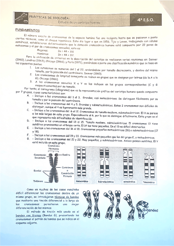 Miniatura del documento Estudio-de-un-cariotipo-humano-informacion-y-practica.pdf