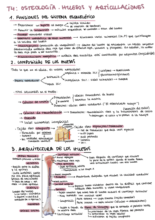 Miniatura del documento Anatomia-T4-y-T5.pdf
