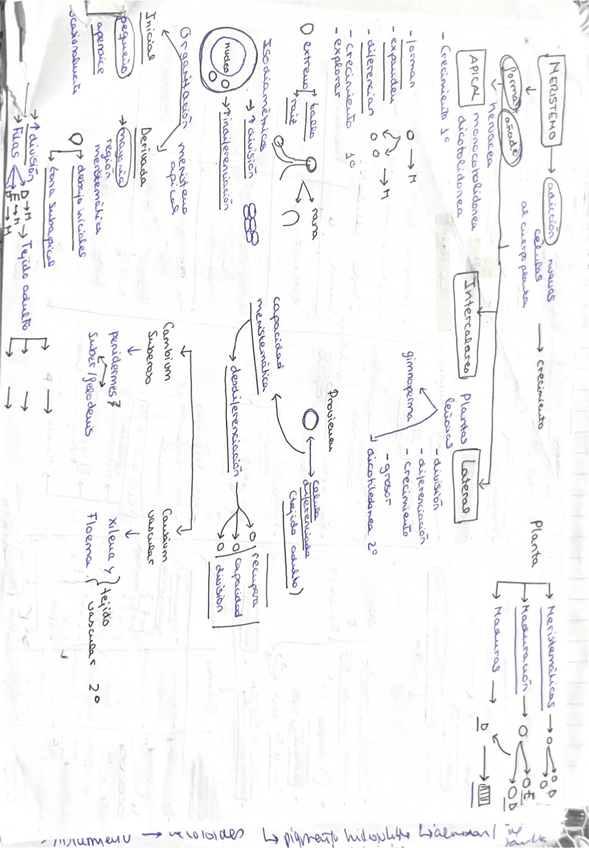 Miniatura del documento TEJIDOS-EN-PLANTAS-CUADRO-RESUMENCELULAS-PARTES-RESUMEN-EXAMEN-BIOLOGIA.pdf