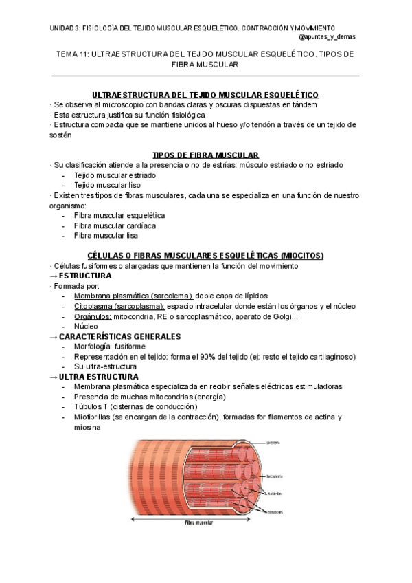 Miniatura del documento FISIOLOGIA-UNIDAD-3-FISIOLOGIA-DEL-TEJIDO-MUSCULAR-ESQUELETICO.-CONTRACCION-Y-MOVIMIENTO.pdf