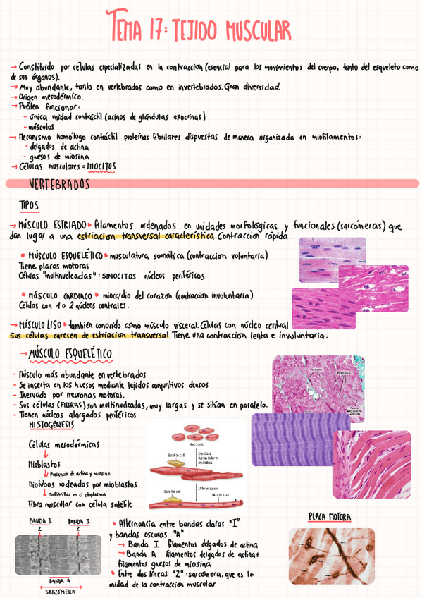 Miniatura del documento TEMA-17.pdf