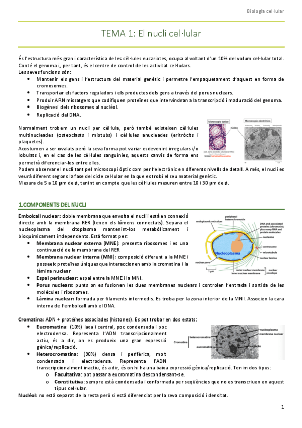 Miniatura del documento El-nucli-cellular.pdf