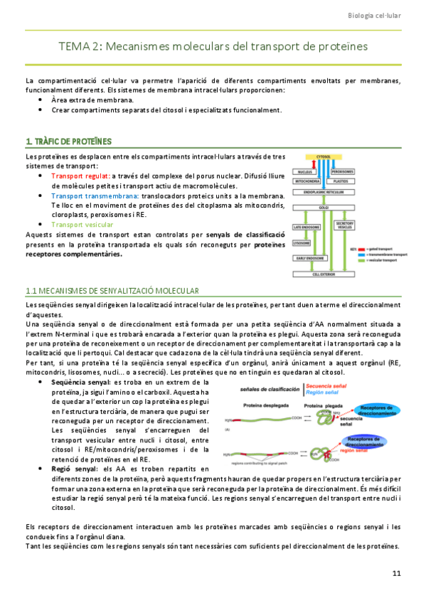 Miniatura del documento Mecanismes-molecular-del-transport-de-proteines.pdf