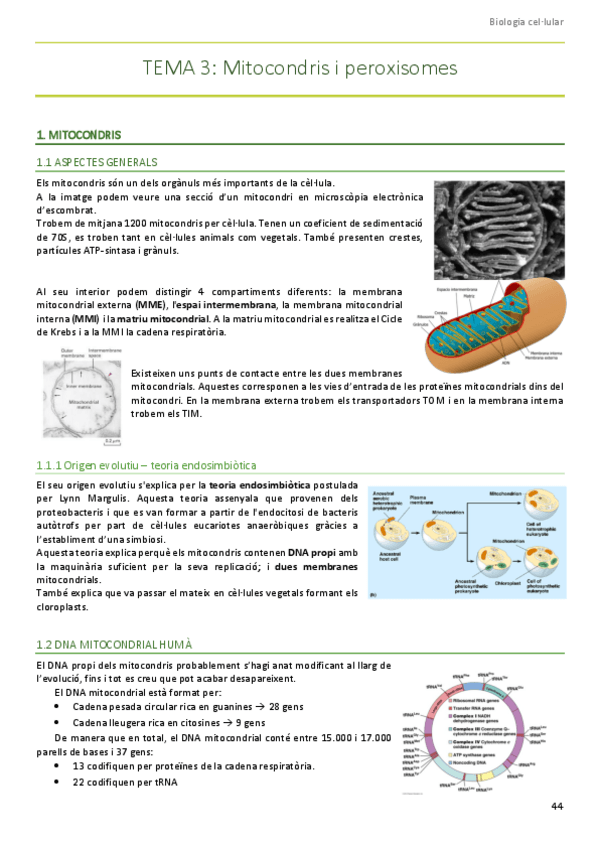 Miniatura del documento Mitocondris-i-peroxisomes.pdf