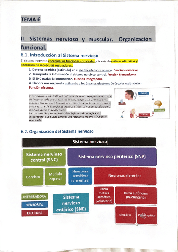 Miniatura del documento TEMA-6.-Resumen.pdf