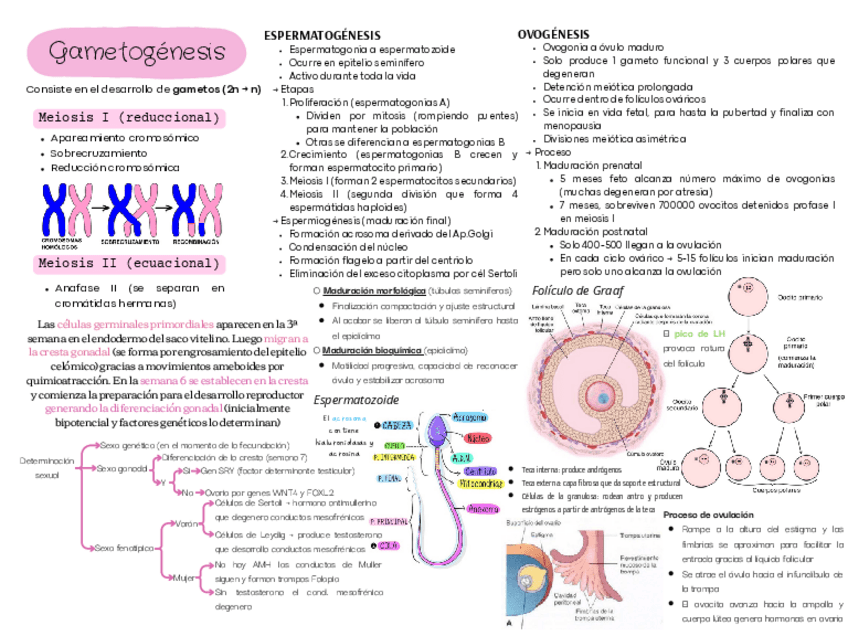 Miniatura del documento RESUMEN-TEMA-2.pdf