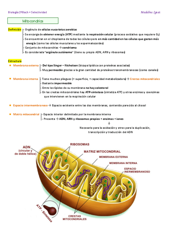 Miniatura del documento MITOCONDRIAS + CLOROPLASTOS (Diferencias y semejanzas entre ambos).pdf