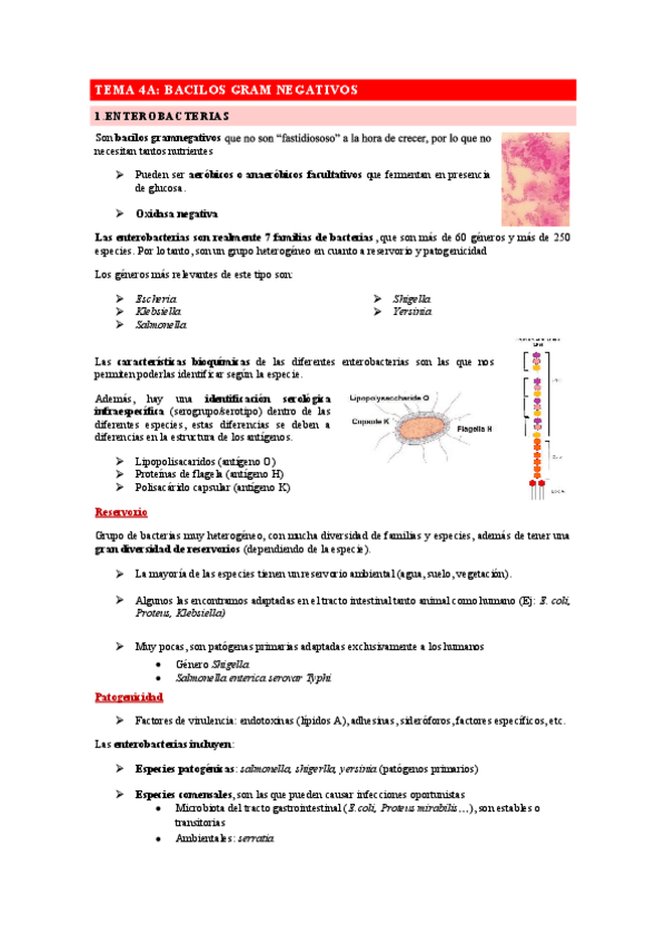 Miniatura del documento Tema-4-Bacilos-gram-negativos.pdf