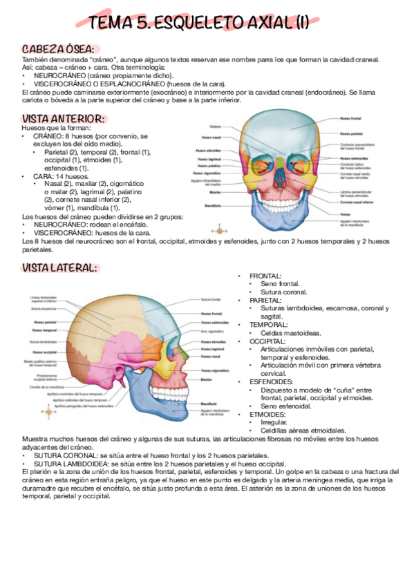 Miniatura del documento TEMA-5-ANATOMIA.pdf