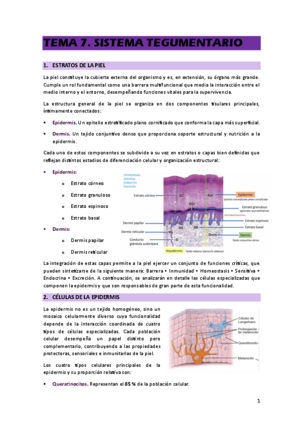 Miniatura del documento TEMA-7.pdf